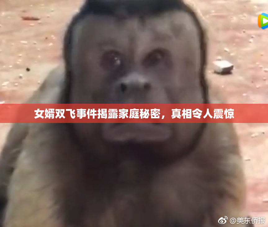 女婿双飞事件揭露家庭秘密，真相令人震惊