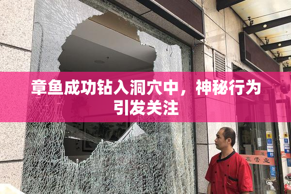 章鱼成功钻入洞穴中，神秘行为引发关注