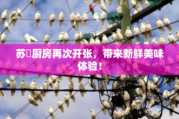 苏玥厨房再次开张，带来新鲜美味体验！