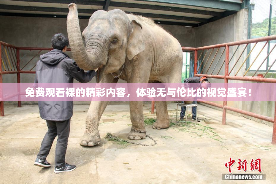 免费观看裸的精彩内容，体验无与伦比的视觉盛宴！