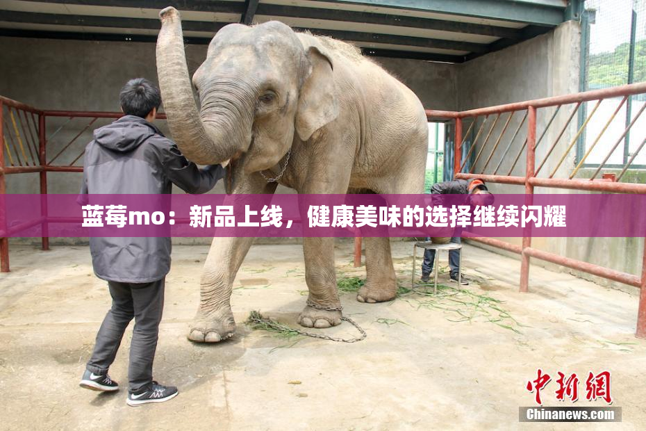 蓝莓mo：新品上线，健康美味的选择继续闪耀