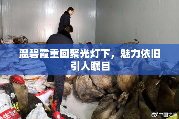 温碧霞重回聚光灯下，魅力依旧引人瞩目