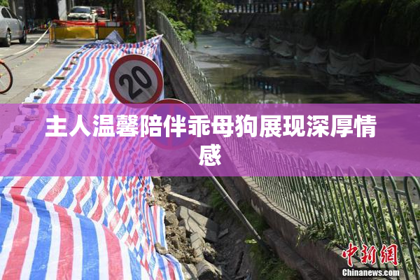 主人温馨陪伴乖母狗展现深厚情感