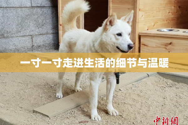 一寸一寸走进生活的细节与温暖