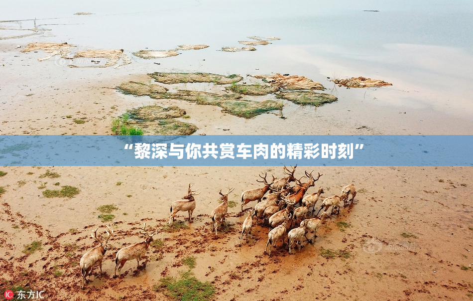 “黎深与你共赏车肉的精彩时刻”