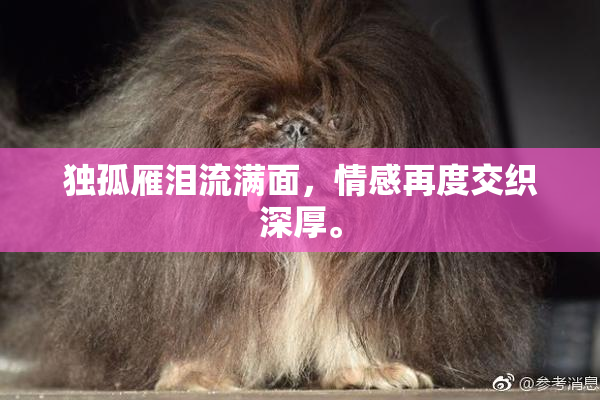 独孤雁泪流满面，情感再度交织深厚。