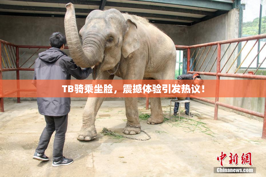 TB骑乘坐脸，震撼体验引发热议！