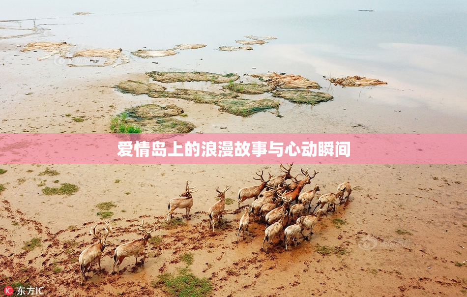 爱情岛上的浪漫故事与心动瞬间