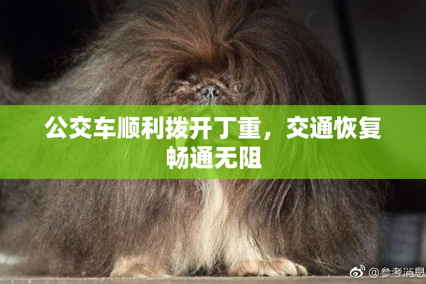 公交车顺利拨开丁重，交通恢复畅通无阻