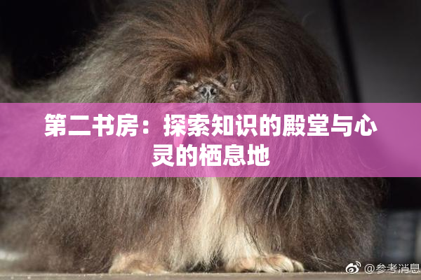 第二书房：探索知识的殿堂与心灵的栖息地