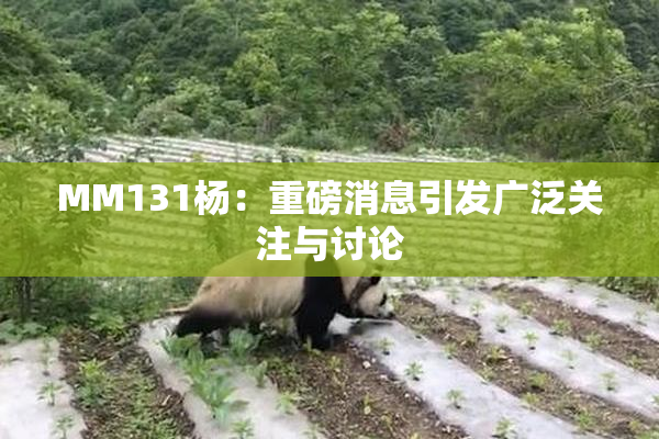 MM131杨：重磅消息引发广泛关注与讨论