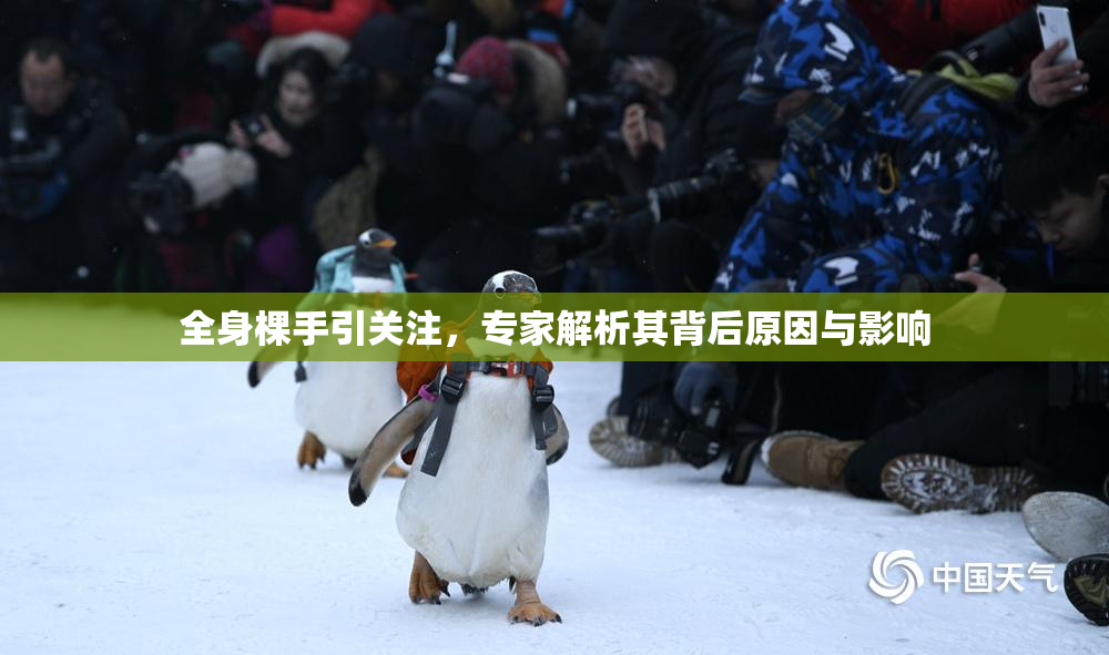 全身棵手引关注，专家解析其背后原因与影响