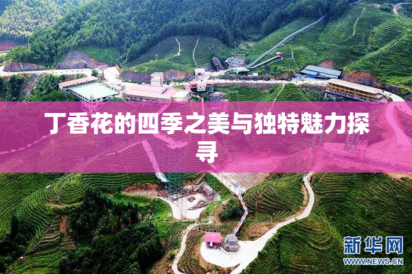 丁香花的四季之美与独特魅力探寻