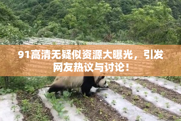 91高清无疑似资源大曝光，引发网友热议与讨论！