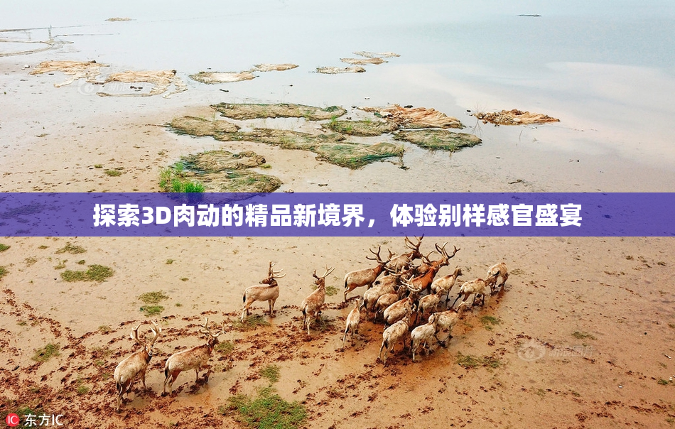 探索3D肉动的精品新境界，体验别样感官盛宴