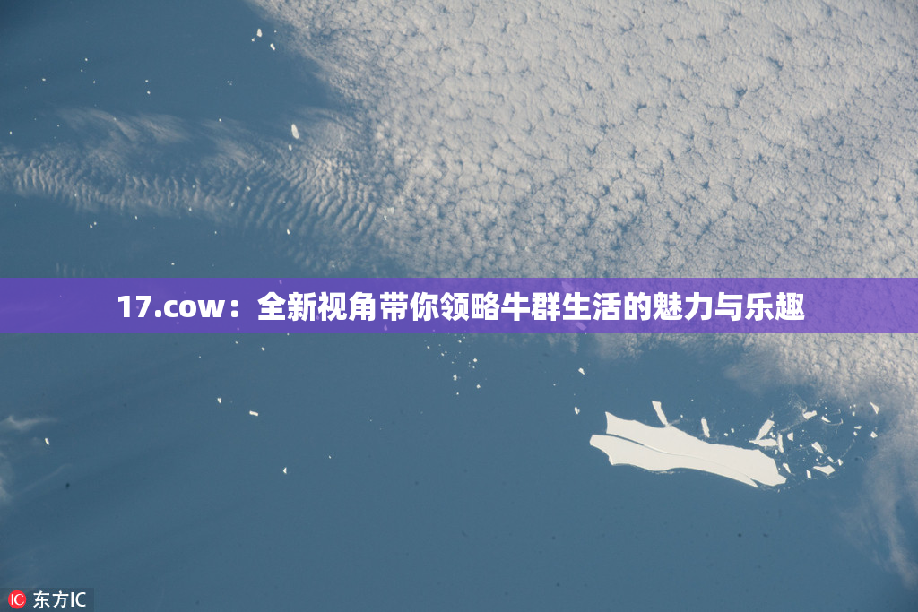 17.cow：全新视角带你领略牛群生活的魅力与乐趣