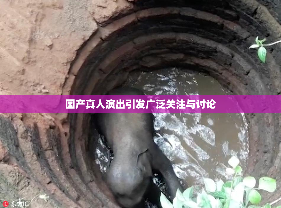 国产真人演出引发广泛关注与讨论