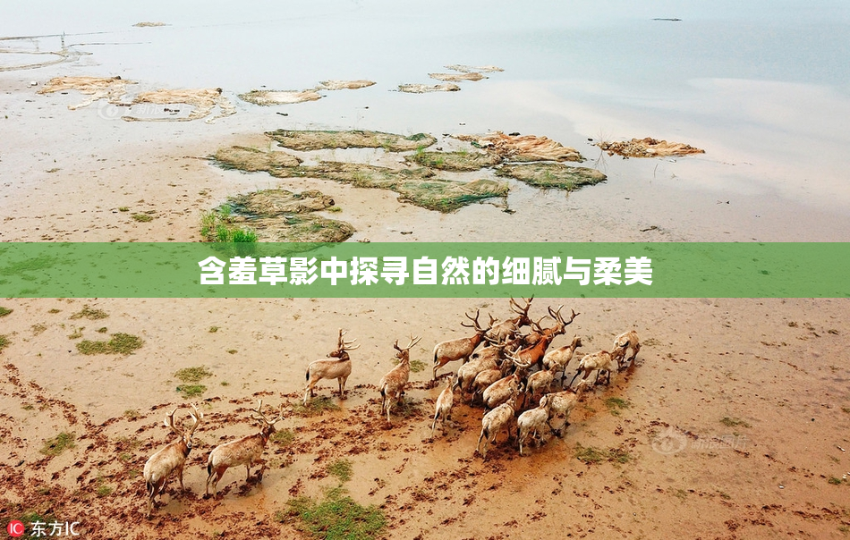 含羞草影中探寻自然的细腻与柔美