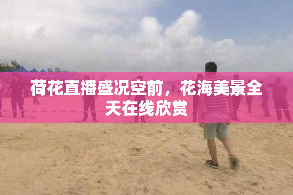 荷花直播盛况空前，花海美景全天在线欣赏