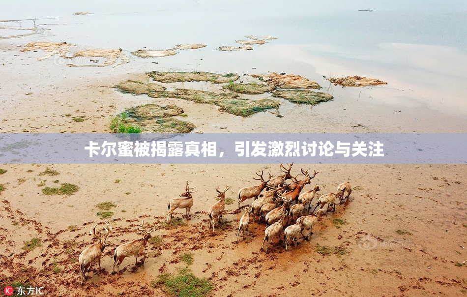 卡尔蜜被揭露真相，引发激烈讨论与关注