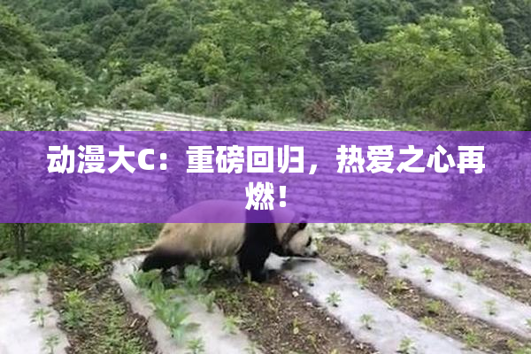 动漫大C：重磅回归，热爱之心再燃！