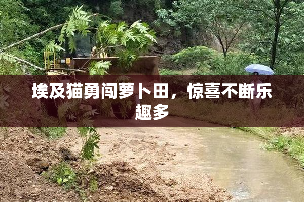 埃及猫勇闯萝卜田，惊喜不断乐趣多