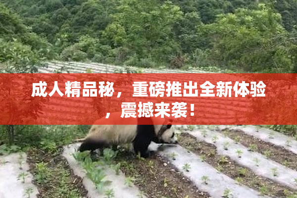 成人精品秘，重磅推出全新体验，震撼来袭！