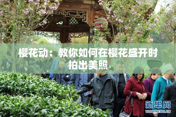 樱花动：教你如何在樱花盛开时拍出美照
