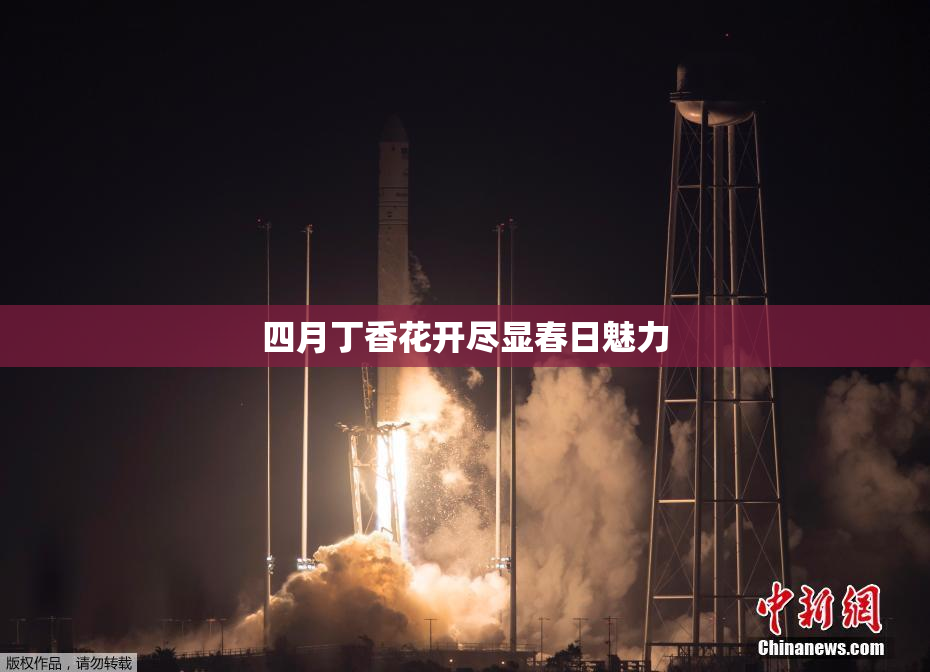 四月丁香花开尽显春日魅力