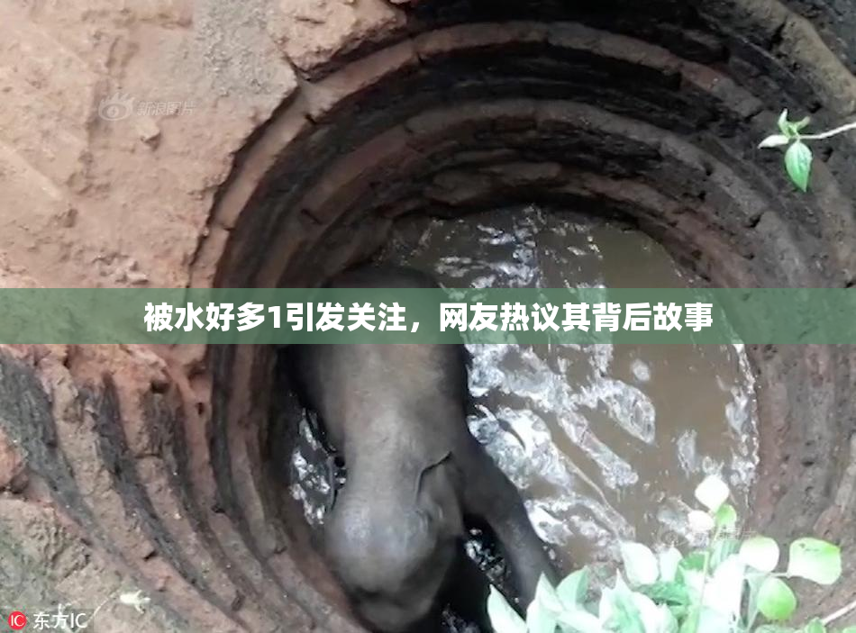 被水好多1引发关注，网友热议其背后故事