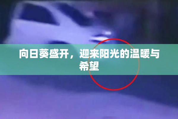 向日葵盛开，迎来阳光的温暖与希望