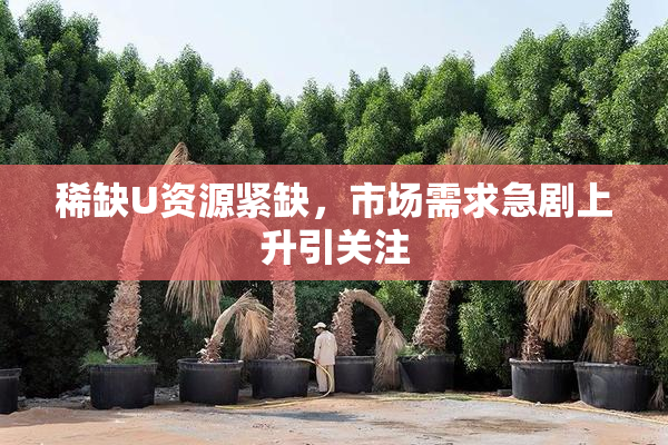 稀缺U资源紧缺，市场需求急剧上升引关注