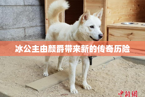 冰公主由颜爵带来新的传奇历险