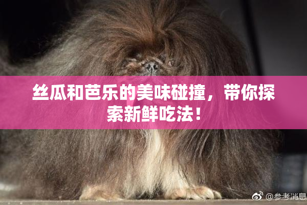 丝瓜和芭乐的美味碰撞，带你探索新鲜吃法！