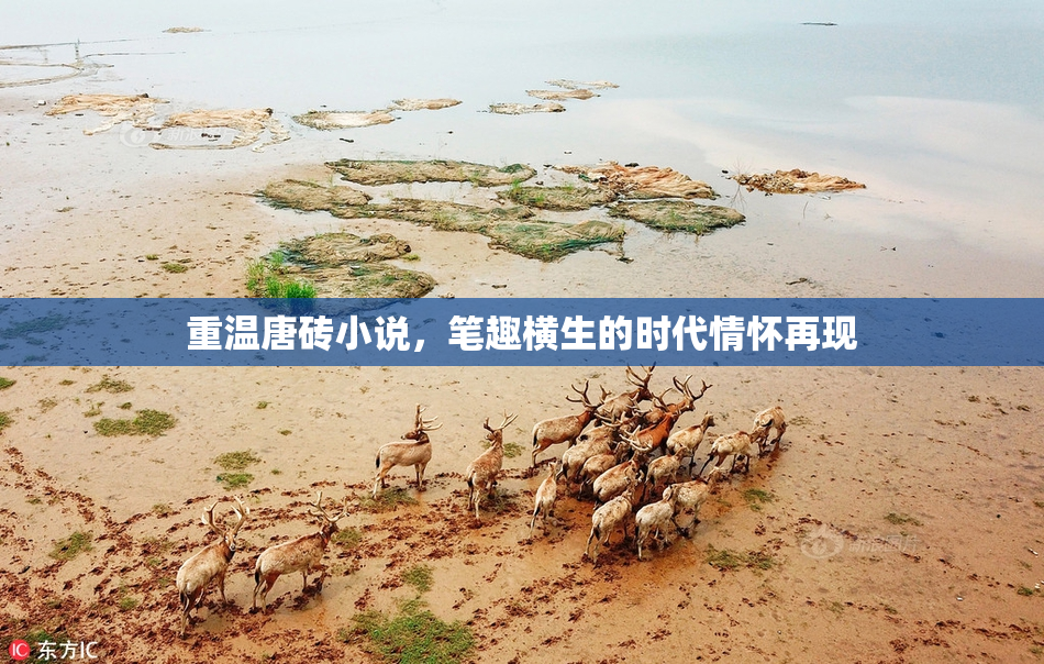 重温唐砖小说，笔趣横生的时代情怀再现