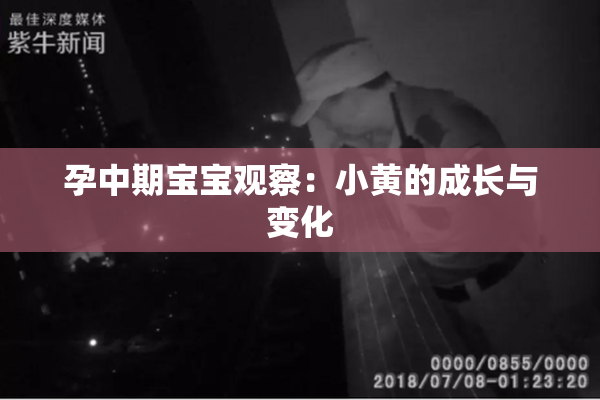 孕中期宝宝观察：小黄的成长与变化