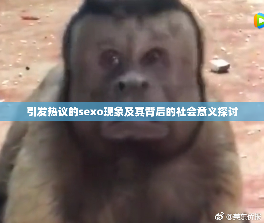 引发热议的sexo现象及其背后的社会意义探讨