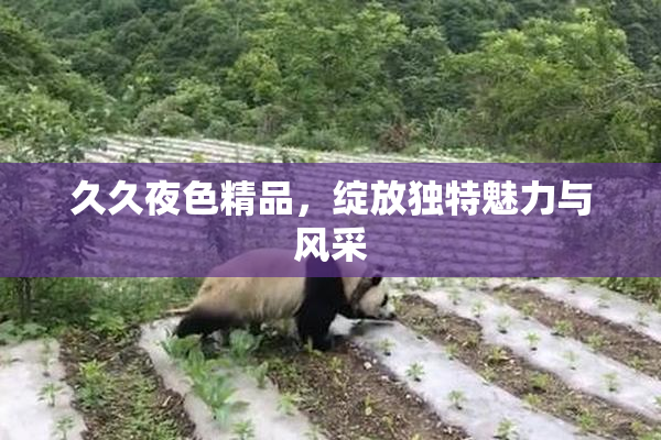 久久夜色精品，绽放独特魅力与风采