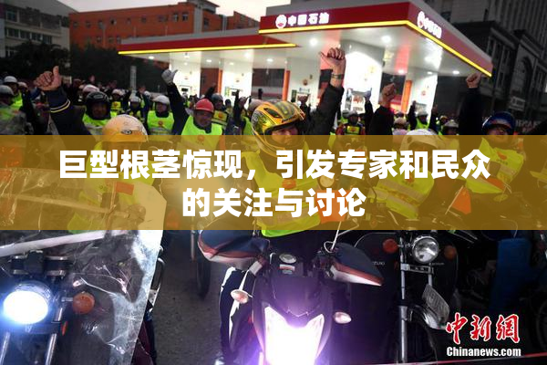 巨型根茎惊现，引发专家和民众的关注与讨论