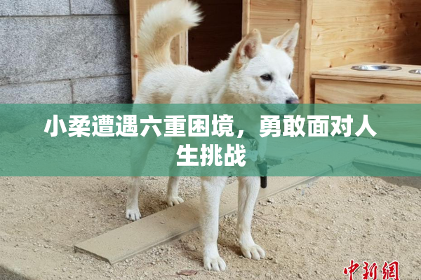 小柔遭遇六重困境，勇敢面对人生挑战