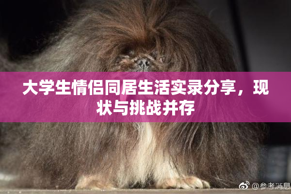 大学生情侣同居生活实录分享，现状与挑战并存