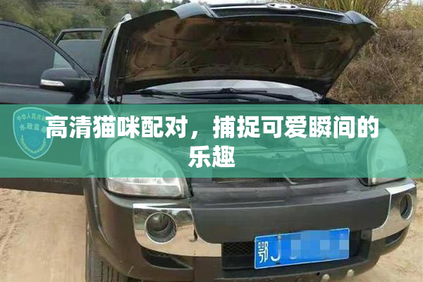 高清猫咪配对，捕捉可爱瞬间的乐趣