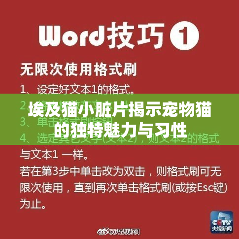 埃及猫小脏片揭示宠物猫的独特魅力与习性