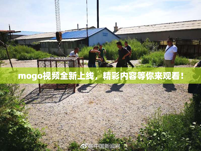 mogo视频全新上线，精彩内容等你来观看！