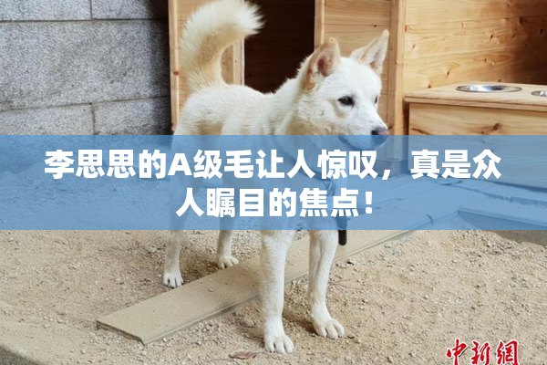 李思思的A级毛让人惊叹，真是众人瞩目的焦点！