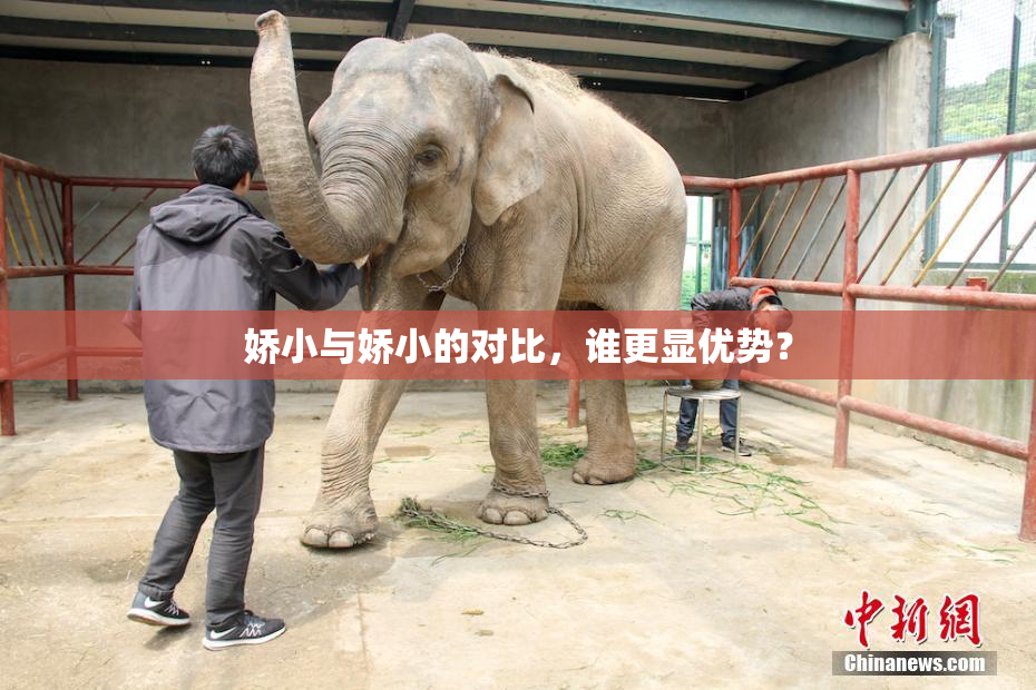 娇小与娇小的对比，谁更显优势？