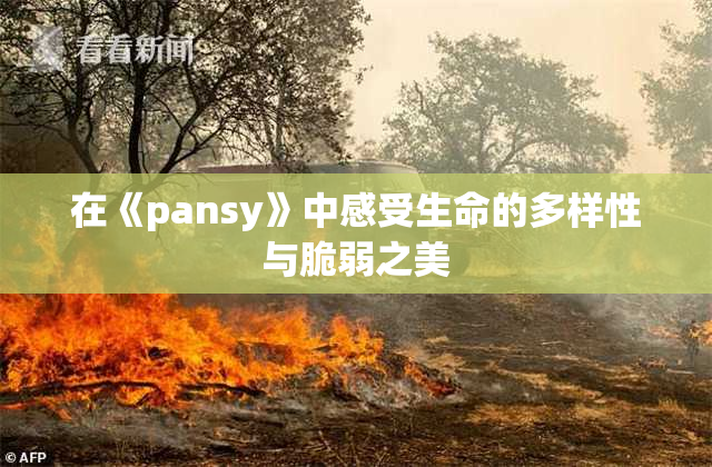 在《pansy》中感受生命的多样性与脆弱之美