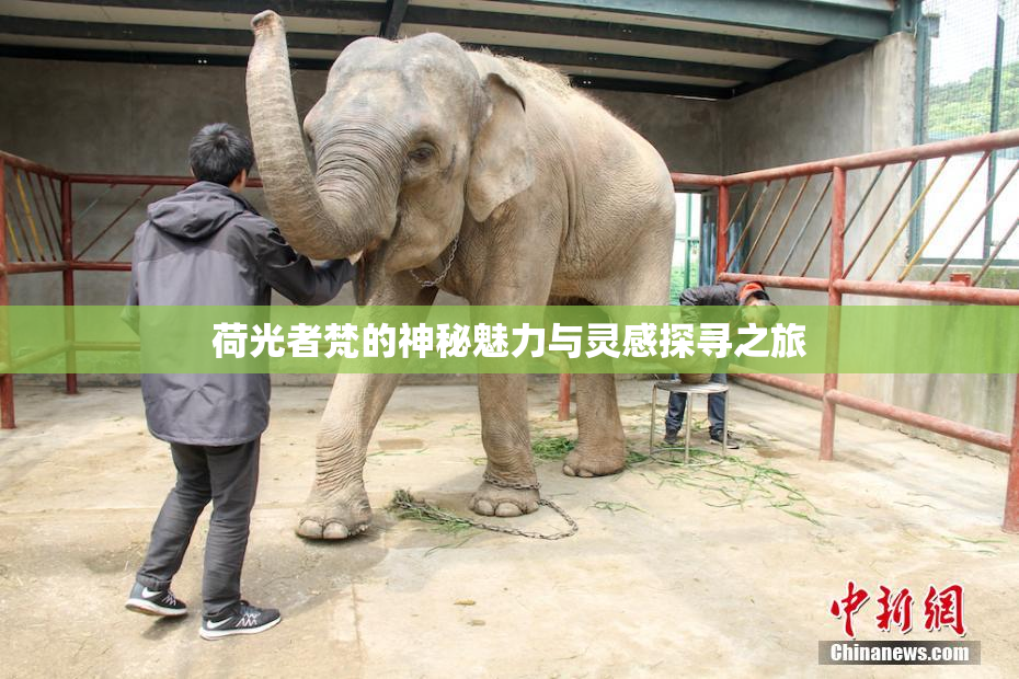 荷光者梵的神秘魅力与灵感探寻之旅