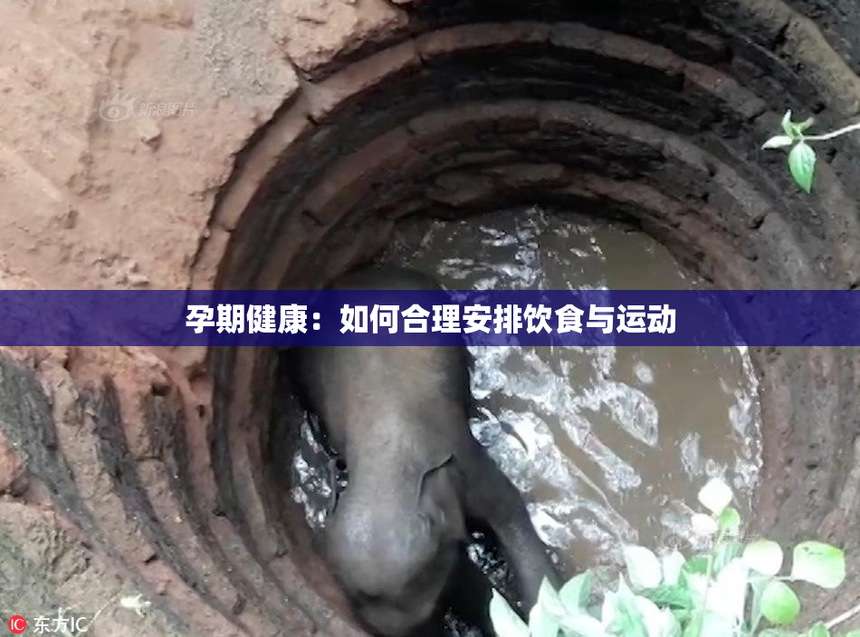 孕期健康：如何合理安排饮食与运动