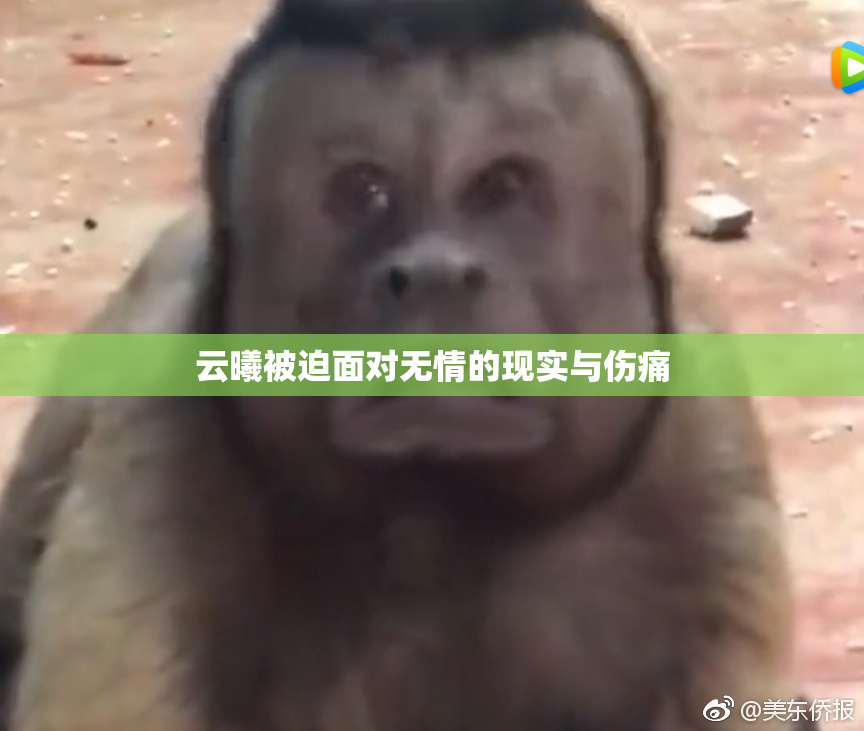 云曦被迫面对无情的现实与伤痛